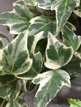 Bluszcz pospolity Mini Esther