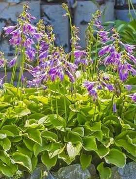 Funkia Hosta Golden Tiara
