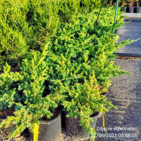 Jałowiec łuskowaty Blue Swede (C2)