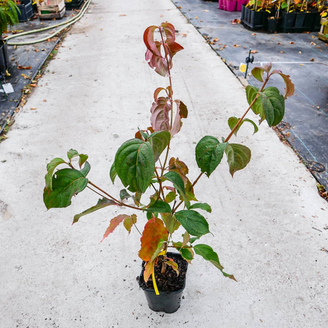 Dereń kousa Satomi Compact (C2)