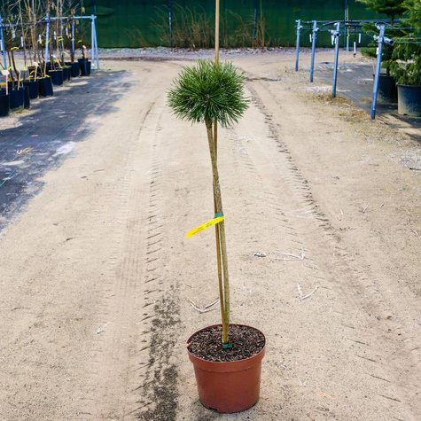 Sosna górska kosodrzewina Litomyśl szczepiona Pa 60cm