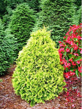 Thuja Tuja Żywotnik zachodni Yellow Ribon (P9)