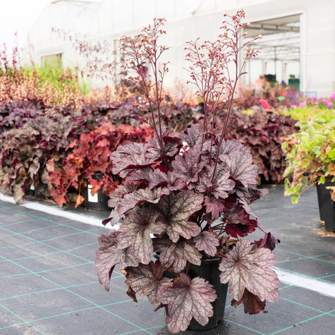 Żurawka ogrodowa Shanghai (C2)