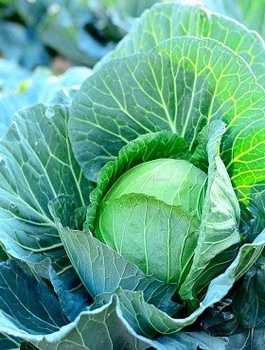 Kapusta głowiasta biała Kamienna Głowa późna 2,4g