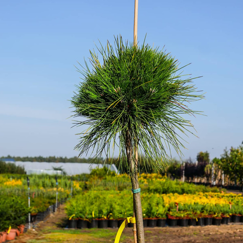 Sosna gęstokwiatowa 'Low Glow' Pa 70-80