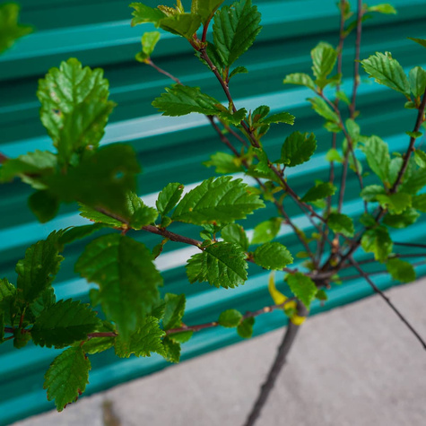 Migdałek różowy szczepiony na pniu