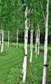 Brzoza pożyteczna Brzoza himalajska Long Trunk szczepiona (Pa 160, obw.8-14cm h 180/250)