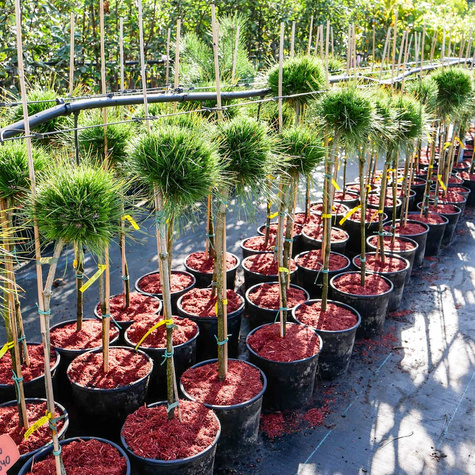 Sosna gęstokwiatowa 'Low Glow' Pa 70-80