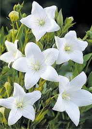 Rozwar wielkokwiatowy biały SADZONKA