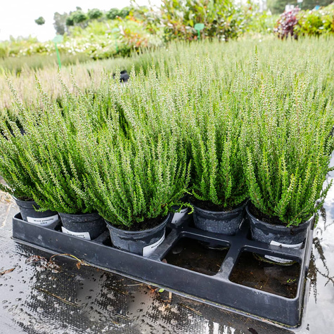 Wrzos pospolity Libra