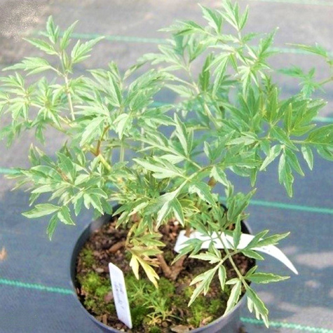 Bez czarny Laciniata