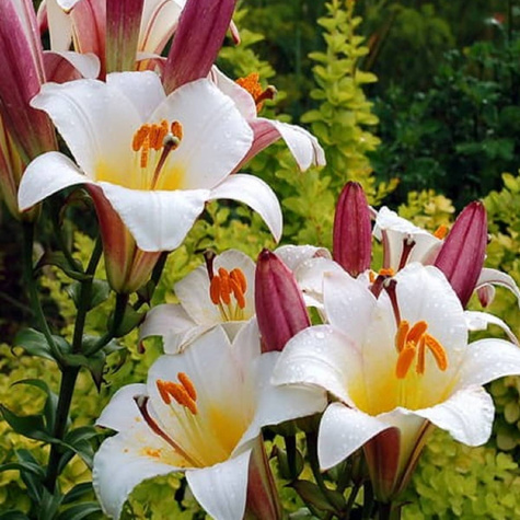 Lilia trąbkowa White Planet