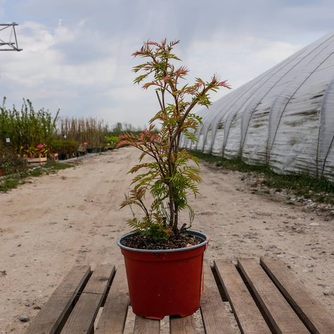 Tawlina jarzębolistna SEM Miododajna (C2)
