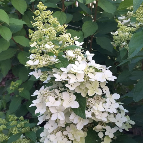 Hortensja bukietowa Confetti (C2)
