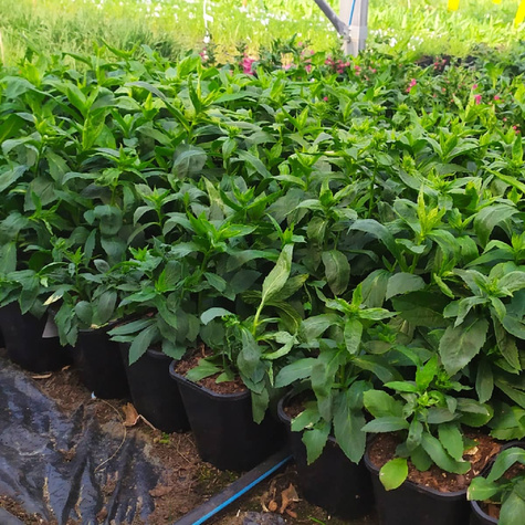 Lobelia okazała Starship Blue (C2)