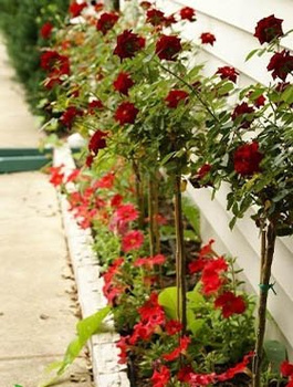 Róża szczepiona na pniu ciemnoczerwono-czarna