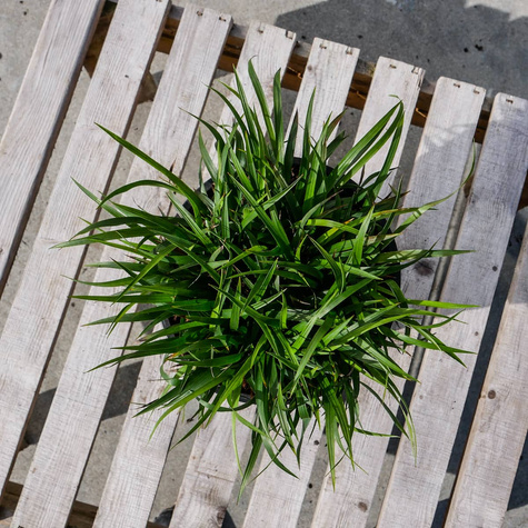 Trzęślica modra Igel