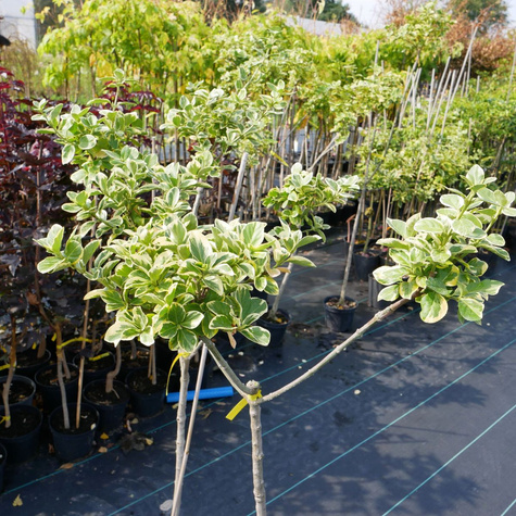 Trzmielina Fortune'a Duo (C2)