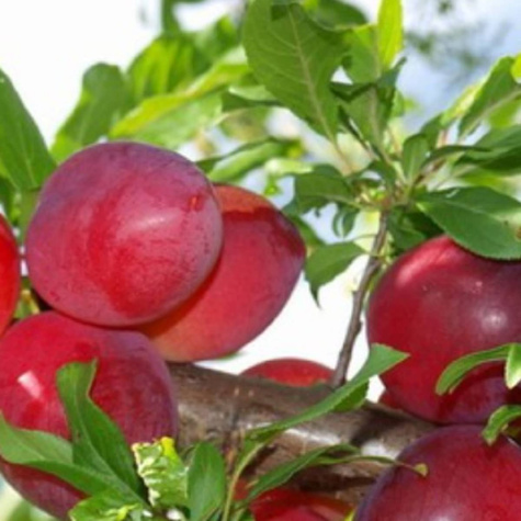 Śliwa japońska Casselman Mrozoodporna Plant Pack