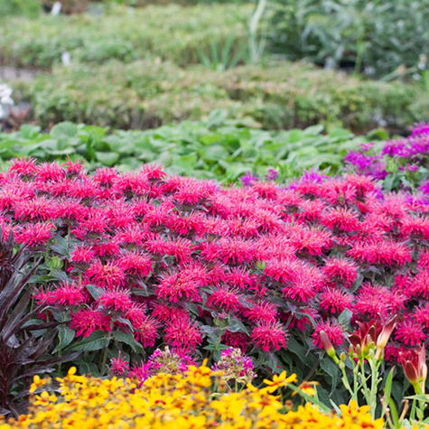 Pysznogłówka dwoista Balmy Rose (C2)