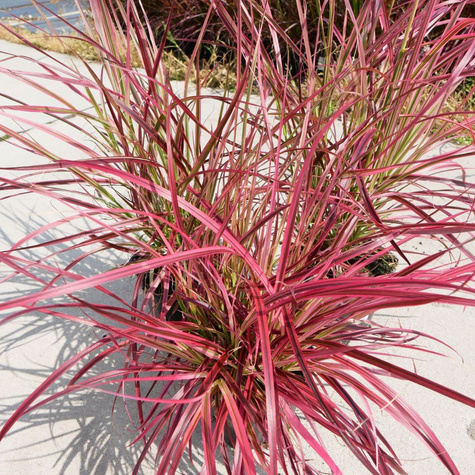 Rozplenica obca Fireworks (C2)