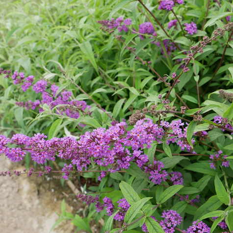Budleja Dawida Border Beauty (C2)