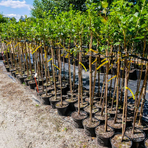 Agrest czerwony Hinnonmaki Rot na pniu w doniczce