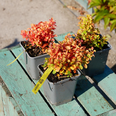 Berberys Thunberga Golden Zwerg (C2)