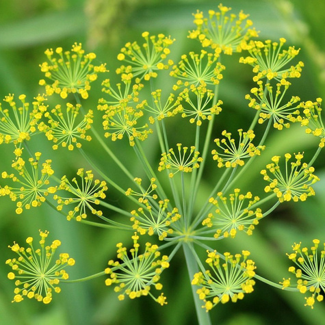 Koper ogrodowy Lukullus wczesny 5+2,5g