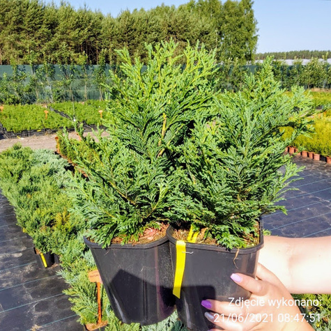 Jałowiec płożący Icee blue Cenna odmiana