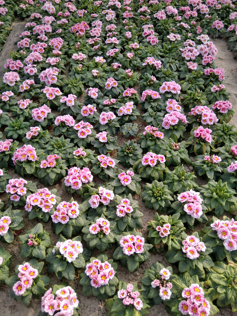 Prymulka Pierwiosnek różowa sadzonka w doniczce