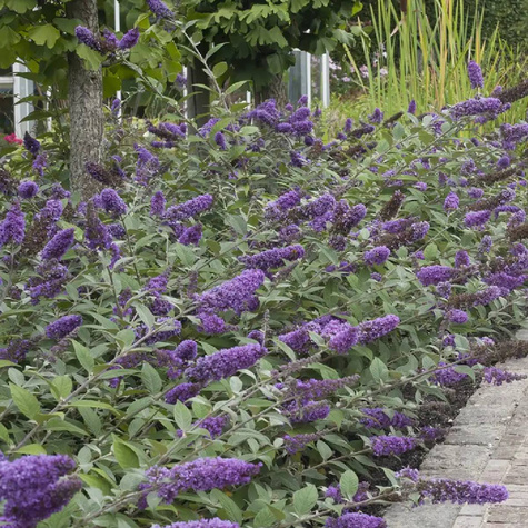 Budleja Dawida Blue Chip Jr (C2)