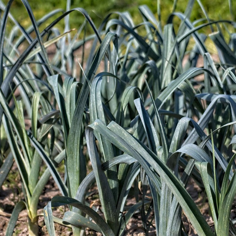 Por Bulgaarse Reuzen wczesny 1g