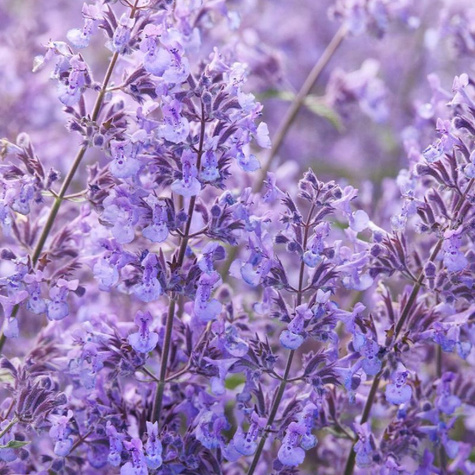 Kocimiętka Faassena Junior Walker (C2)