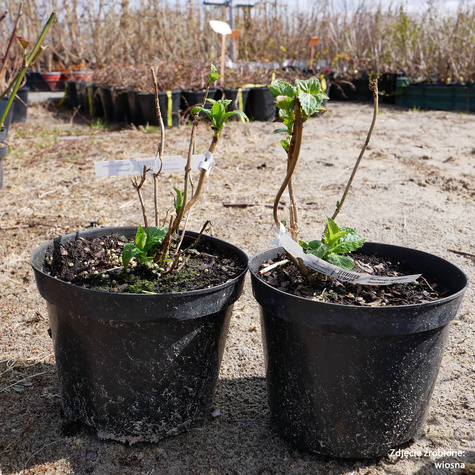 Hortensja ogrodowa 'Snowball' (C2)