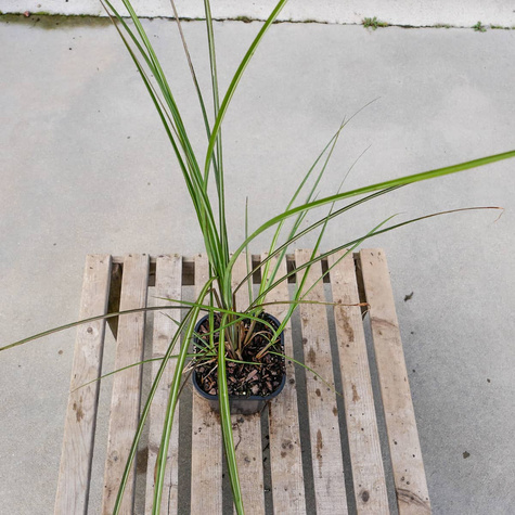 Miskant chiński Grosse Fontäne (C2)