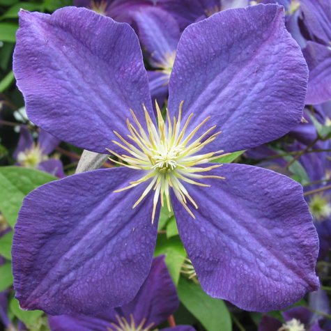 Powojnik Clematis wielkokwiatowy Jackmanii (C2)