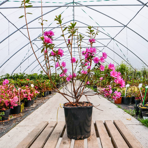 Azalia japońska Amoenum (C2)