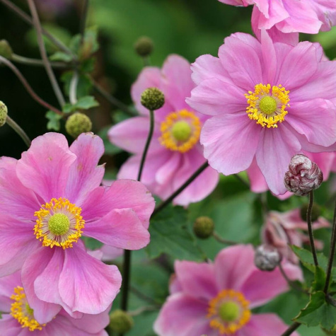 Zawilec japoński Pamina (C2)