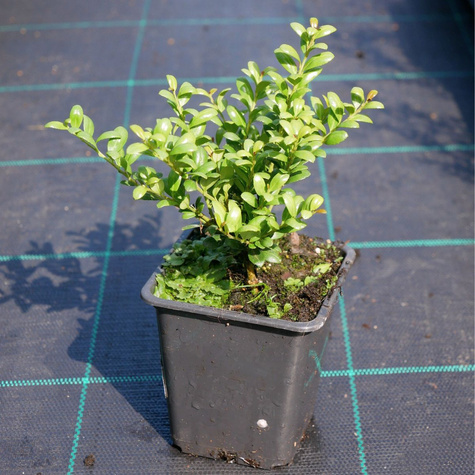 Ostrokrzew bukszpanowy karbowanolistny 'Convexa' (P9)