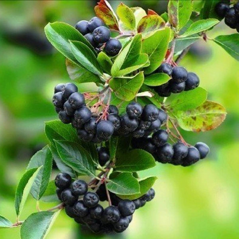 Zestaw Żywopłot Na Przetwory Plant Pack