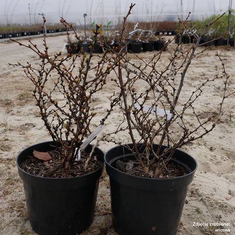 Berberys Thunberga Kelleris (C1.7)