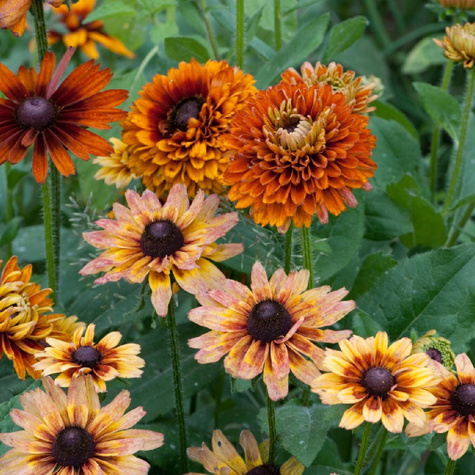 Rudbekia owłosiona Cherokee Sunset (C2)
