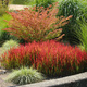 Imperata cylindryczna Red Baron Szarłatna (C2)