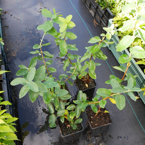 Jagoda kamczacka Honeybee (P9)