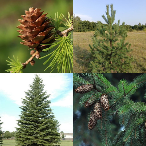 Zestaw Polski Las Iglasty Plant Pack