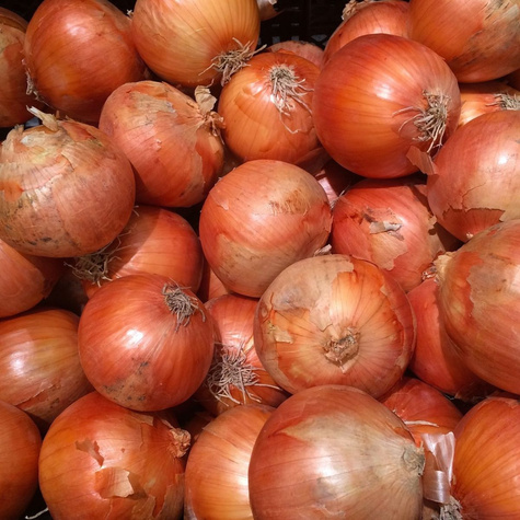 Cebula żółta Cyklop średniopóźna 500g