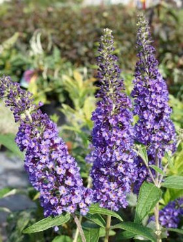Budleja Dawida 'Empire Blue' fioletowa