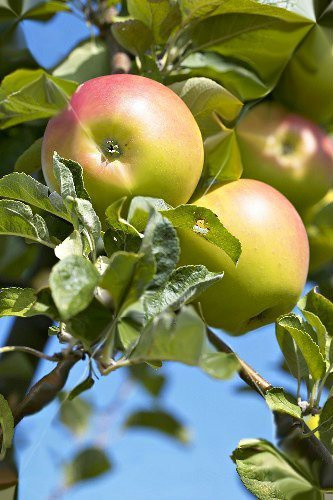 Jabłoń Reneta Landsberska w doniczce