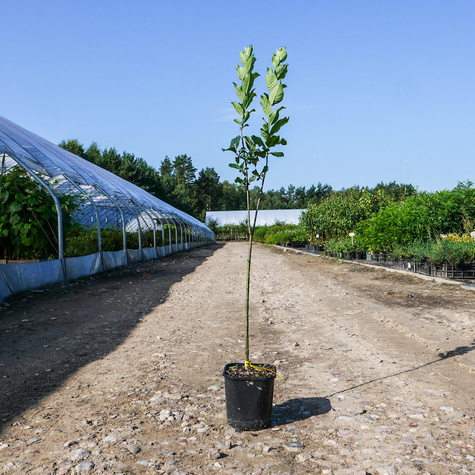 Trzmielina miododajna (C2)